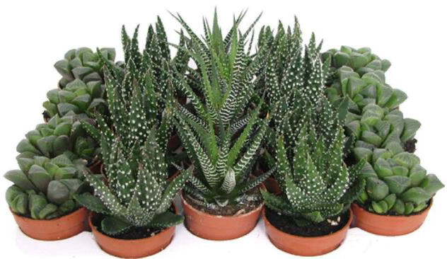 Рослина кімнатна Хавортія 5х15 мікс