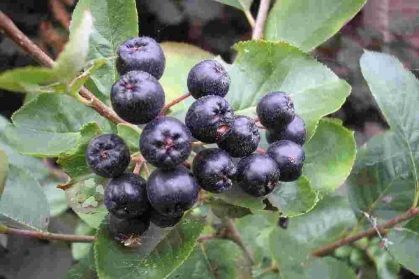 Растение Рябина черноплодная/Aronia melanocarpa С10/Н 160-170