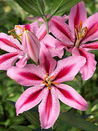 Луковица лилии восточной Джейбьорд 1 шт. 