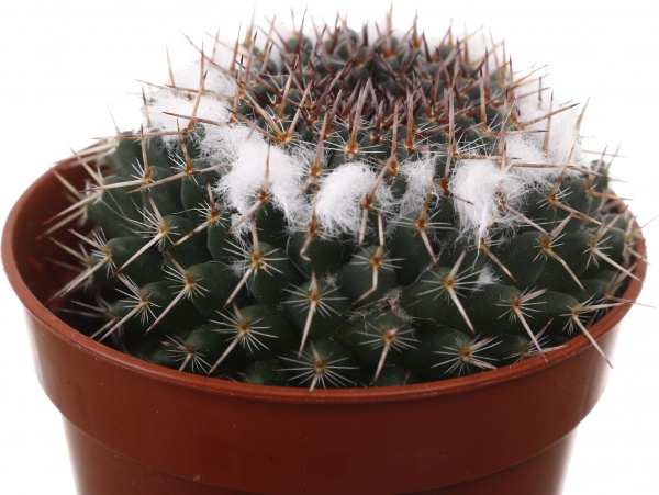 Рослина кімнатна Кактус мікс 5х10 см