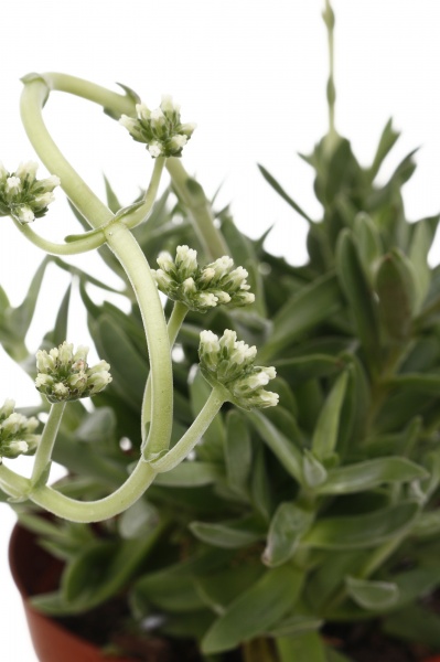 Суккулент Крассула минова 12/20