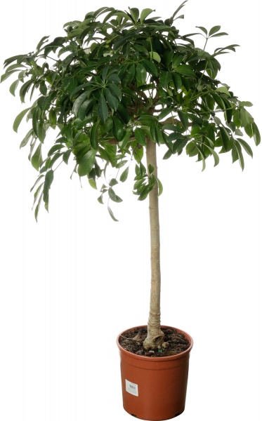 Рослина кімнатна Шеффлера 27/120