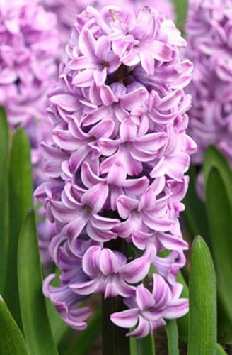 Луковица Яскрава Splendid Cornelia 2 шт. 