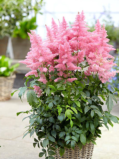 Кореневище Heemskerk Vasteplanten B.V. астільби Кантрі енд Вестерн 1 шт.