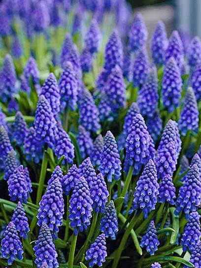 Луковица мускари Арменикум 5 шт. 