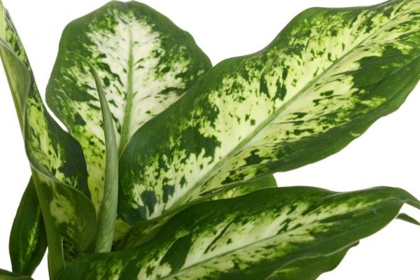 Растение Диффенбахия мини микс 9x30 см