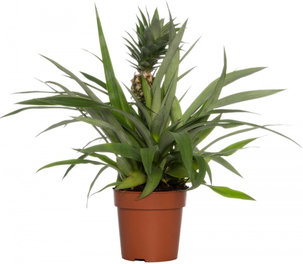 Растение Ананас d12/h30