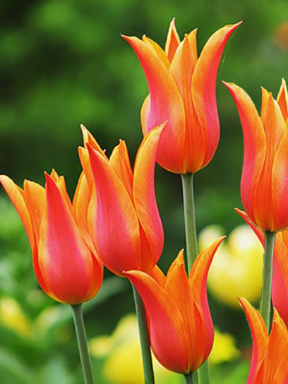 Луковица тюльпана лилиецветного Балерина 3 шт.