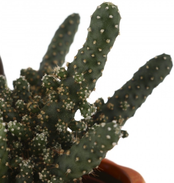 Растение Кактус в горшке хеллоуин 6/12