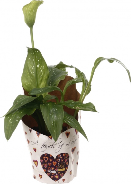 Растение Зантедесхия 14/50 микс