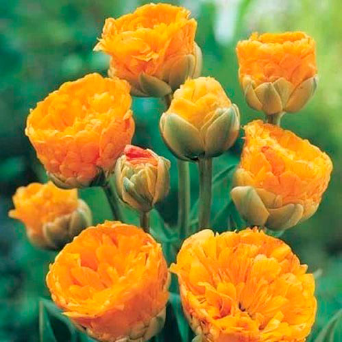 Цибулина Яскрава Double Beauty of Apeldoorn 3 шт. 