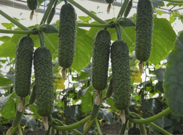 Семена Професійне насіння огурец Анзор F1 10 шт. (4820176690647)