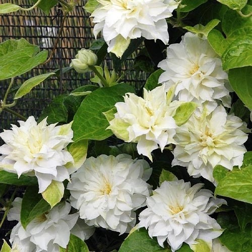 Саженец Клематис Duchess of Edinburgh (K23-S23 h40-60 C2)