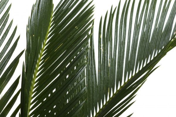 Растение комнатное Цикас Cy Revoluta 21х85 см