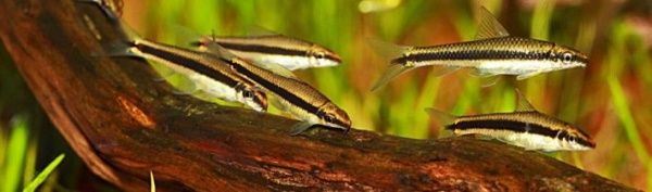 Рыбка Сиамский Водорослеед 3-5 см