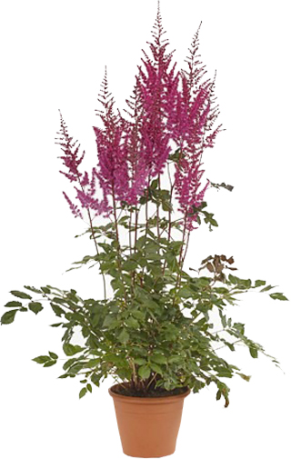 Растение Астильба Burgundy Red С3