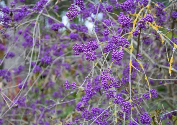 Рослина Калікарпа бодіньера Джиральді/Callicarpa bodinieri 'Giraldii' С3 /Н 60-80