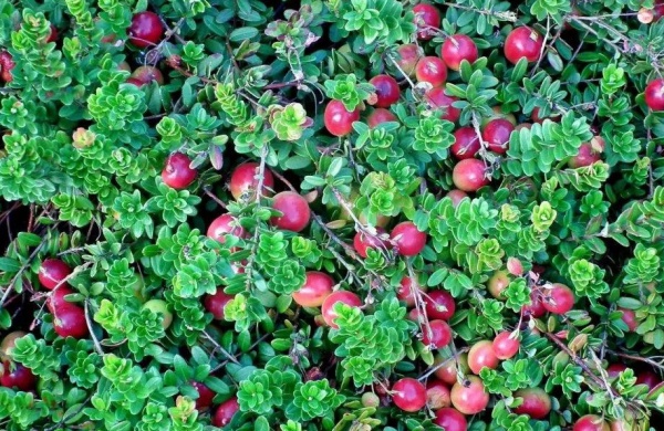 Растение Клюква крупноплодная Эрли Блэк/ Vaccinium macrocarpon 'Early Black' С3 /Н 30-40