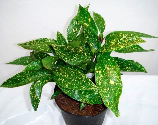 Растение Аукуба Японская / Aucuba japonica С2 С3/Н15-20