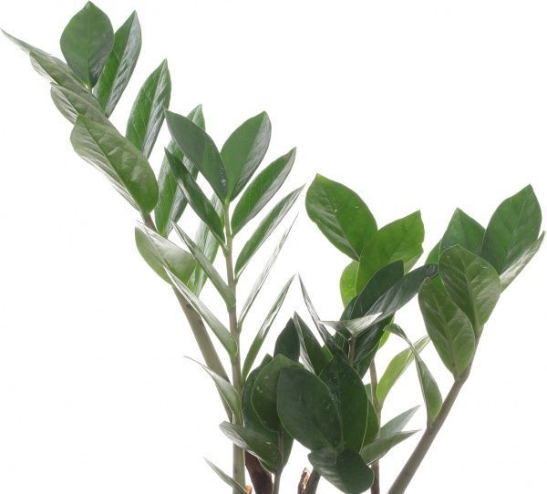 Растение Замиокулькас 12/40