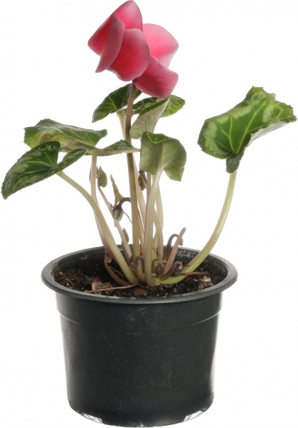 Растение цикламен d12