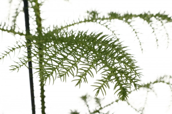 Рослина Араукарія heterophylla d10/h30