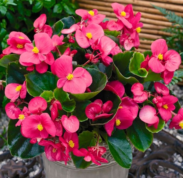 Растение Бегония семперфлоренс d9/h10