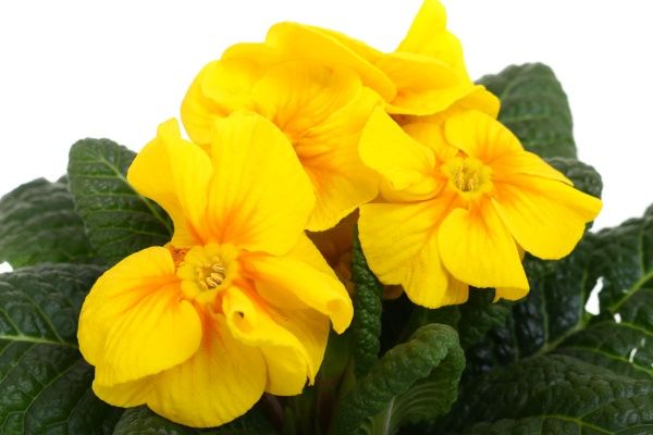 Растение Примула 9х20 см микс