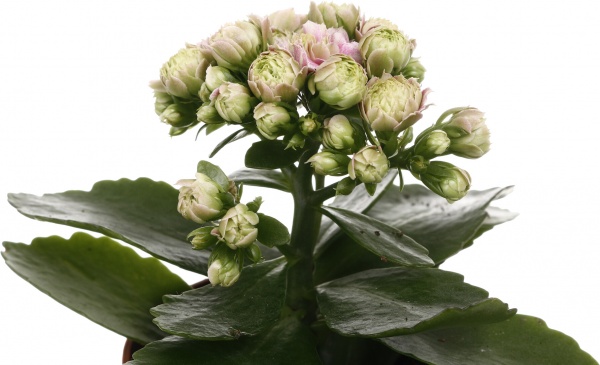 Растение комнатное Каланхоэ Розалин микс (7/15)