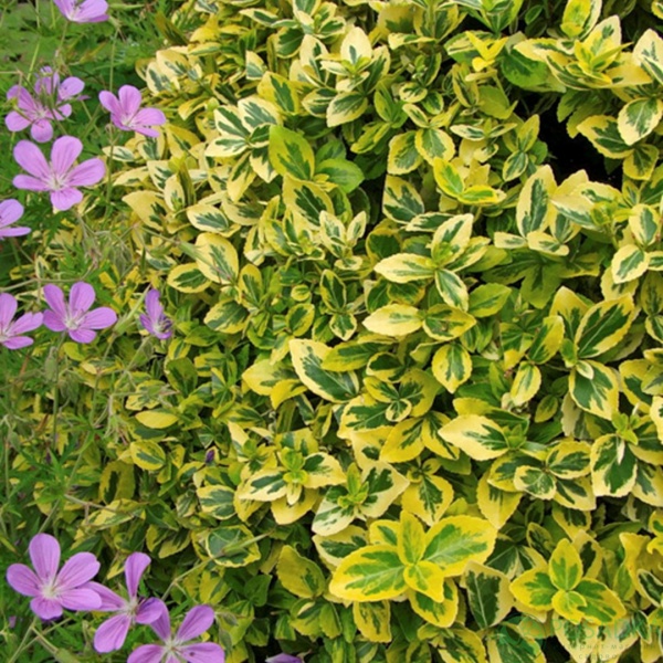 Растение Бересклет ауреомаргинатус d12/h20