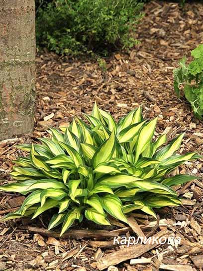 Корневище хосты Лейксайд Литтл Тафт 1 шт. 