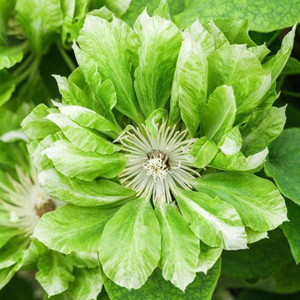 Саженец Клематис Green Passion — фото 1