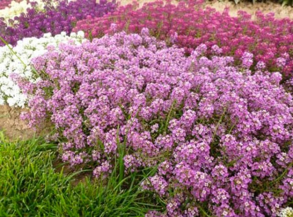 Растение Лобулария d9/h10