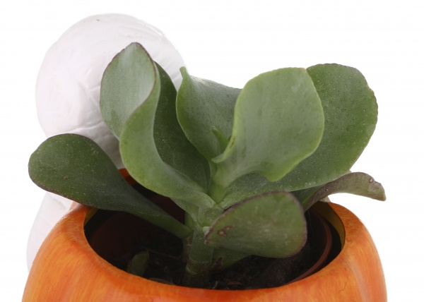 Суккулент в горшке хелоуин 6/12