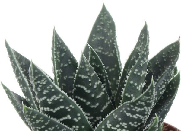 Растение Алое микс 8,5/12