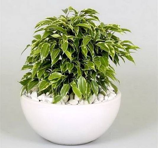 Растение комнатное Фикус 12/35Ficus Kinky акция