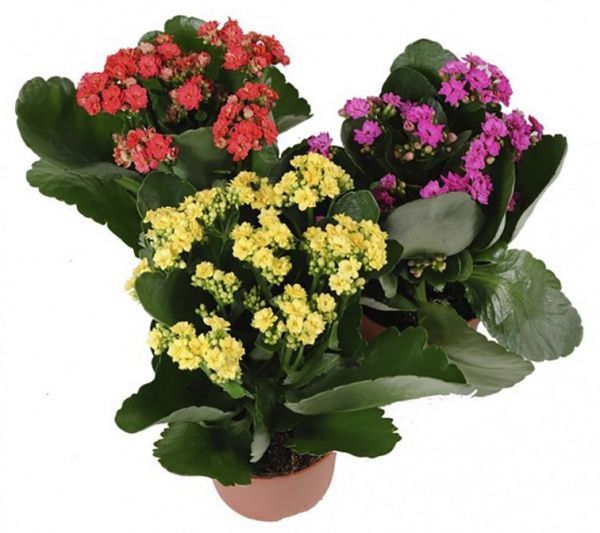 Растение Каланхоэ микс Сarnaval 15/25