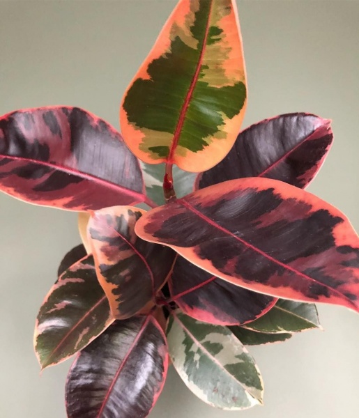 Рослина Фікус Еластіка Беліз d27/h80