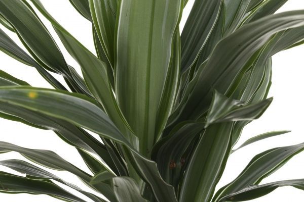 Растение комнатное Драцена Варнецки 17х70