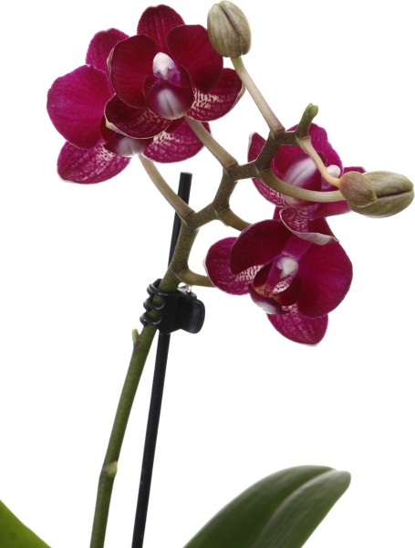 Рослина кімнатна Фаленопсис міні мікс 6х15 см в кераміці 1 стовбур