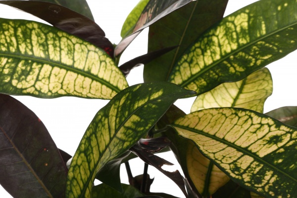 Растение комнатное Кротон сортовой бразила бранч d12/h45