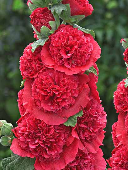 Корневище мальвы красной 1 шт. 