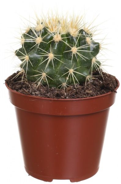 Растение Эхинокактус 8х20 см