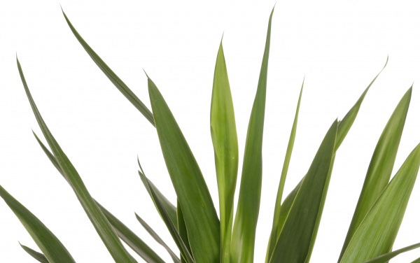 Рослина кімнатна Юка 24/110 Майя