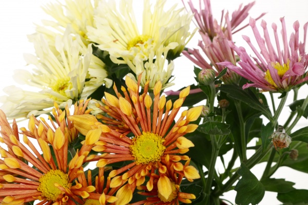 Растение Хризантема интенс микс в горшке d12/h20