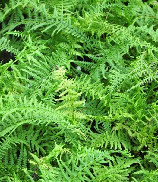 Рослина декоративна Кочедижнік жіночий 'Victoriae' (Athyriumfilix-femina 'Victoriae')