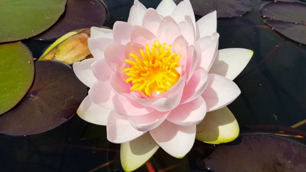 Растение Нимфея Madame Wilfron Gonnere ведро 10 л