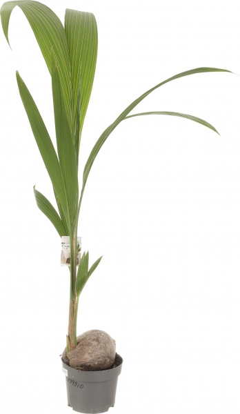 Растение комнатное Кокосовая пальма 19/120
