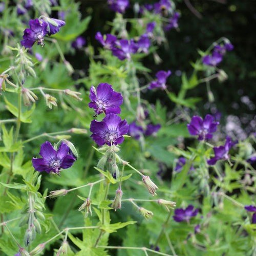 Рослина Герань темна Raven С3