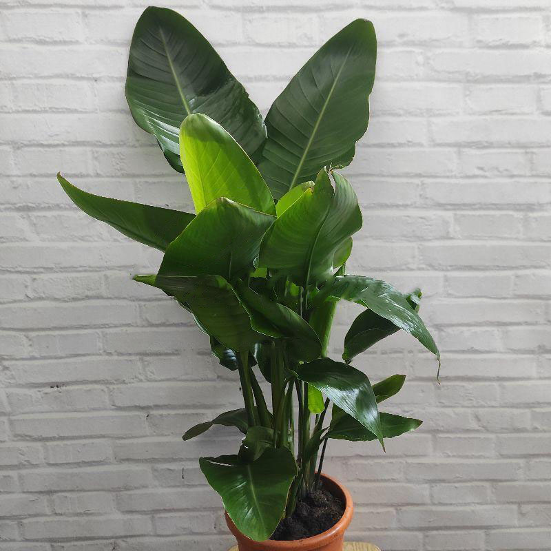 Растение Стрелиция 22x100 Nicolai нецветущая